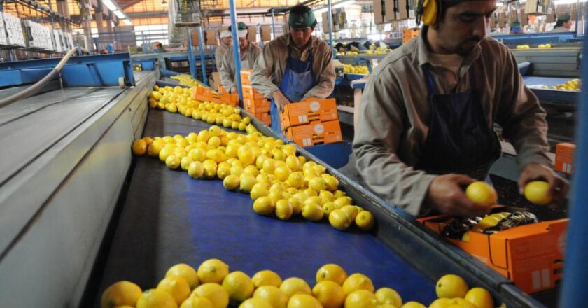 La situación de la producción citrícola tucumana