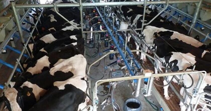 La producción de leche en los tambos es la más baja en los últimos 17 años
