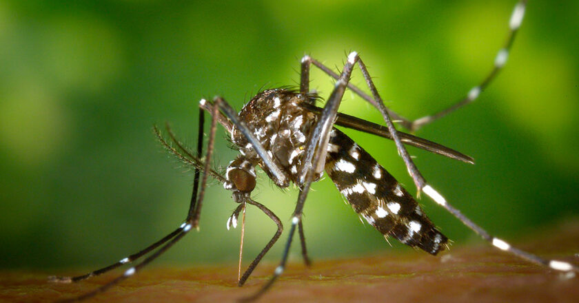 Cuál es la situación del dengue
