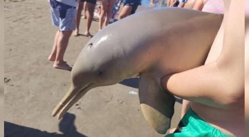 Un “animal” mató un delfín