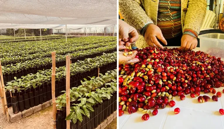 ¡Hay café, cafeeeeeeeé!
