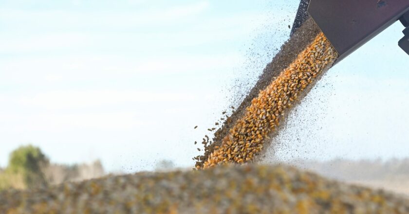 Un grano en el dólar