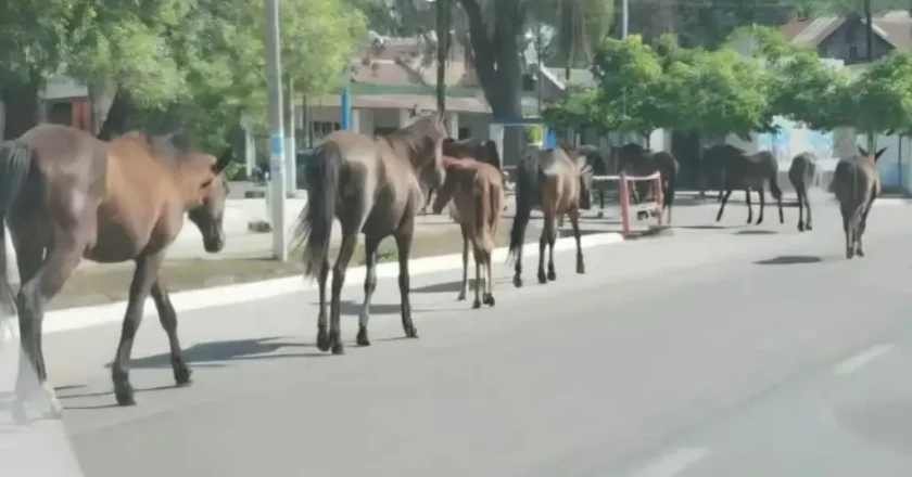Caballos salvajes