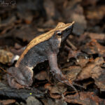 Identifican el hongo que amenaza a la rana de Darwin y renuevan la esperanza para su conservación