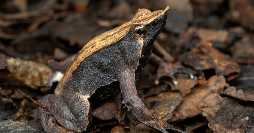 Identifican el hongo que amenaza a la rana de Darwin y renuevan la esperanza para su conservación