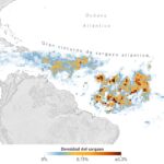 La mancha marrón que cruza el Atlántico: qué es el sargazo y por qué preocupa a la ciencia