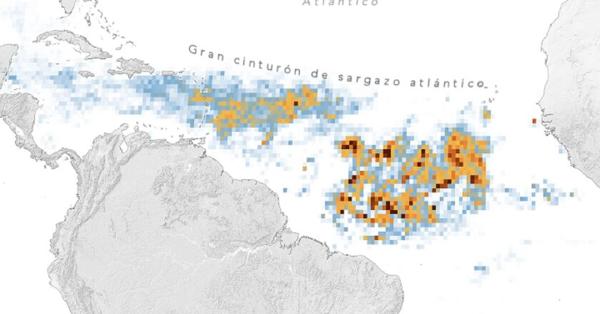 La mancha marrón que cruza el Atlántico: qué es el sargazo y por qué preocupa a la ciencia