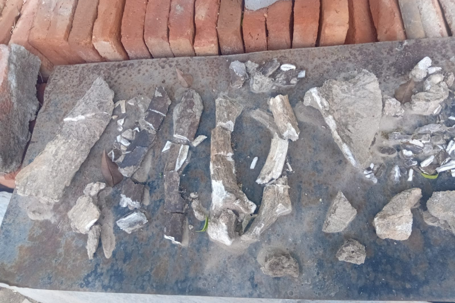 Hallazgo paleontológico sorprende en Alderetes, Tucumán