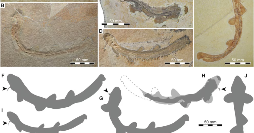 Un tiburón de hace 150 millones de años replantea cómo evolucionó esta especie