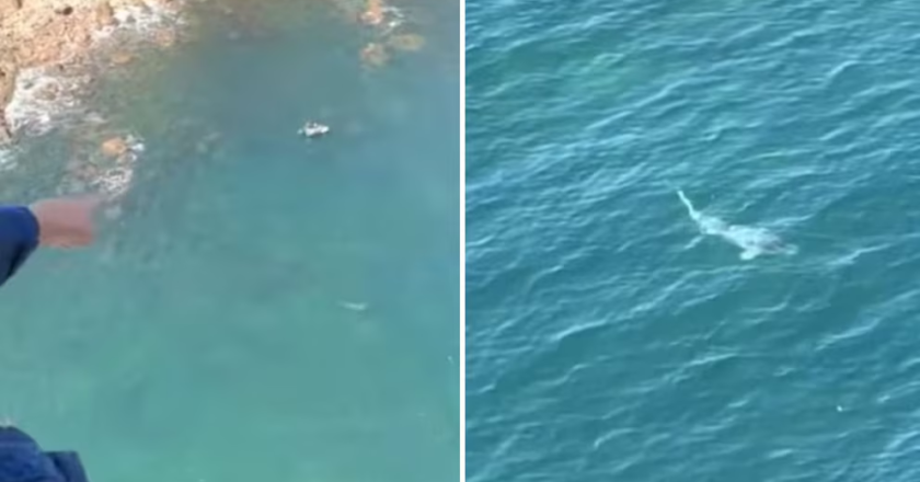 Un helicóptero salva a dos buceadores de un tiburón blanco de 4,5m en Australia