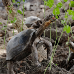 Después de más de 150 años, las gigantes de Galápagos vuelven a caminar en Floreana gracias a ciencia y tecnología