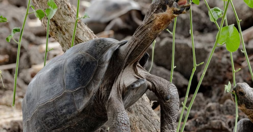 Después de más de 150 años, las gigantes de Galápagos vuelven a caminar en Floreana gracias a ciencia y tecnología