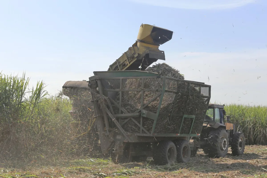 Zafra 2026: planificación y desafíos en la antesala de la cosecha en Tucumán